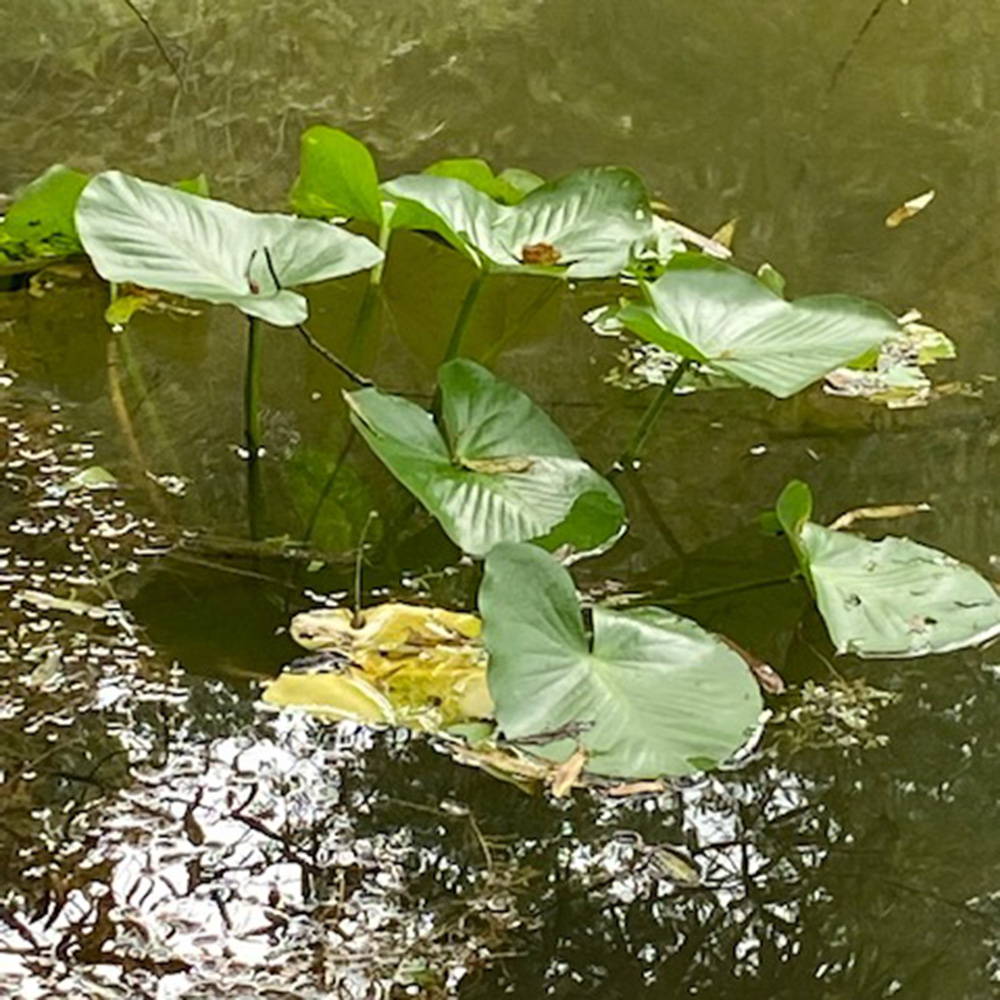 spatterdock-cow-lily
