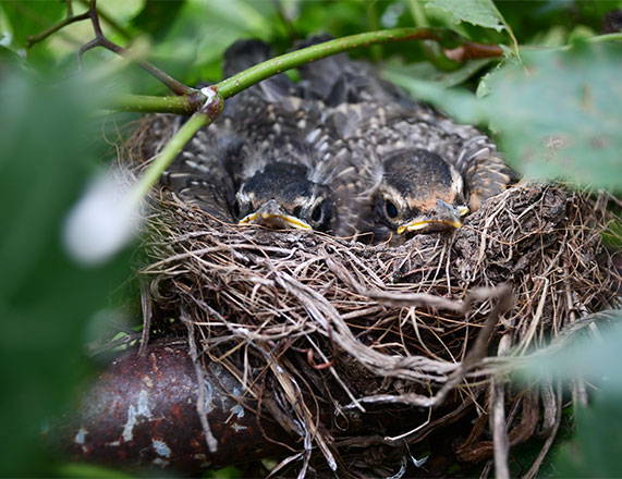 two birds sat in bird nest