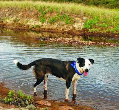 Yuki the dog has chronic digestive issues