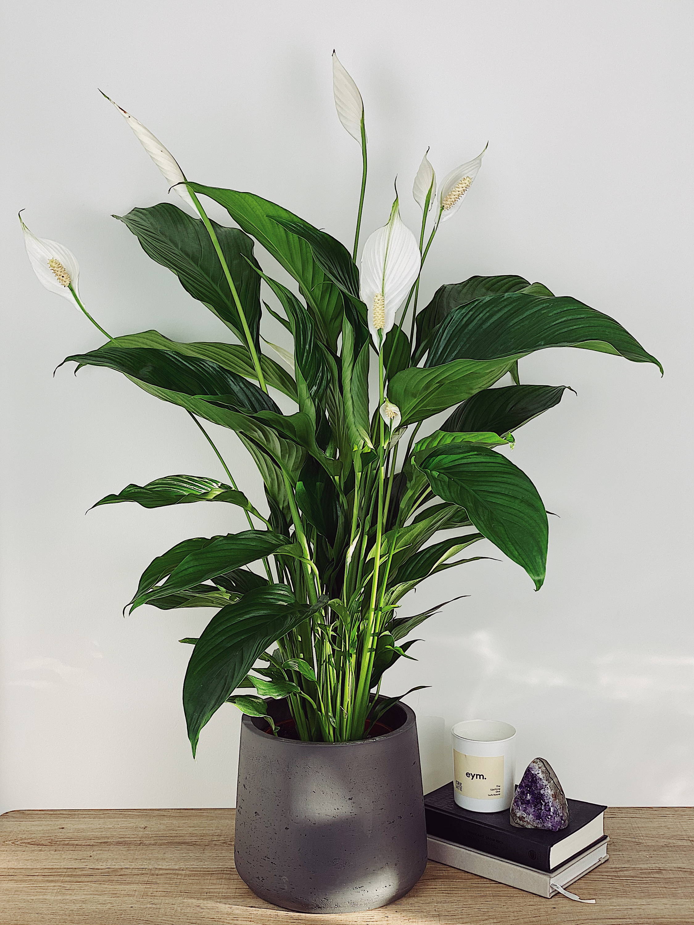 Peace lily