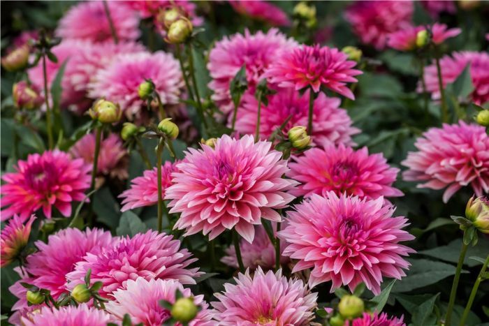 Up close photo of Virtuoso® Pinkerific™ blooms