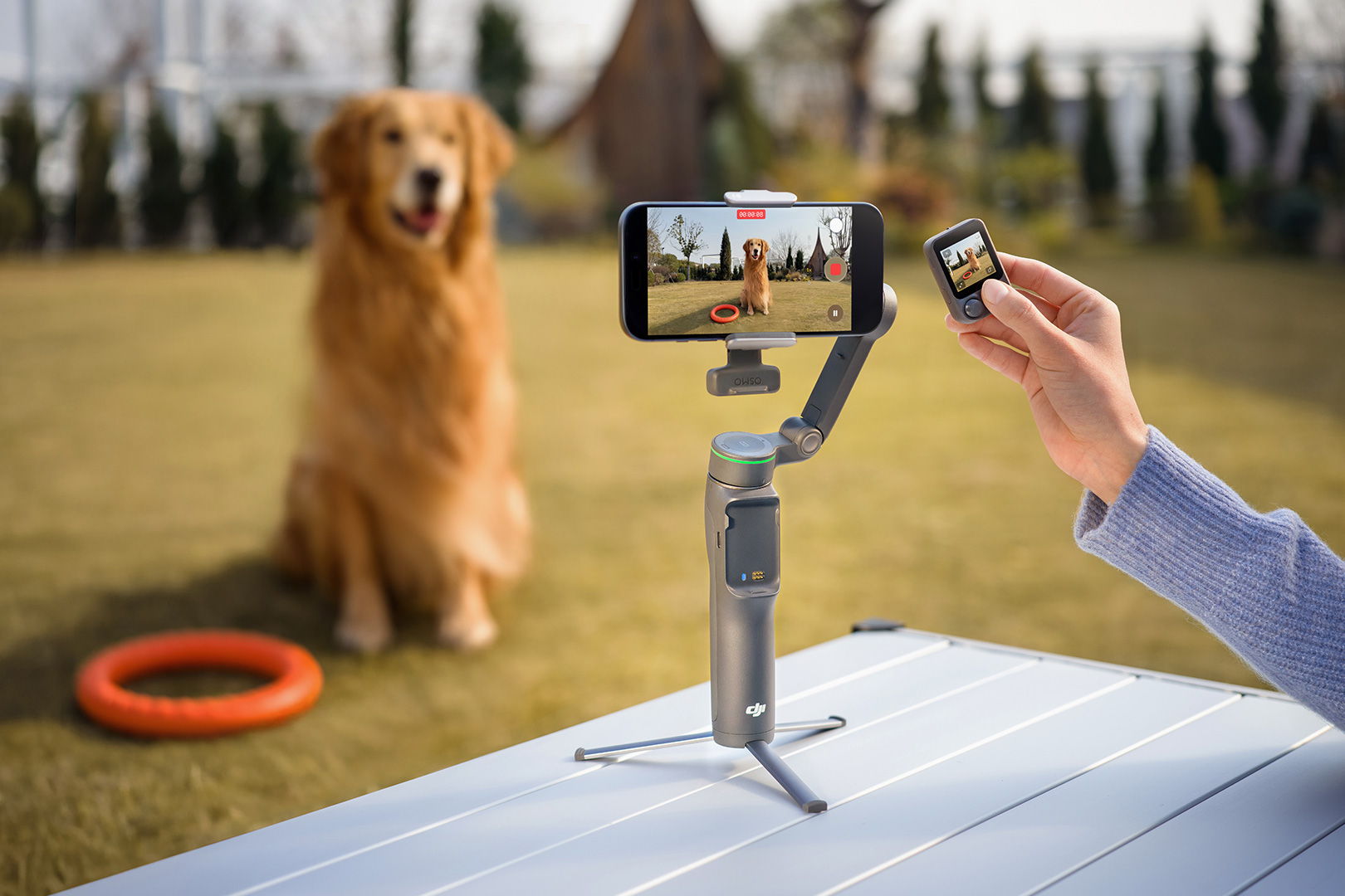 A person uses a an Osmo Mobile 8P gimbal to film a dog outdoors.