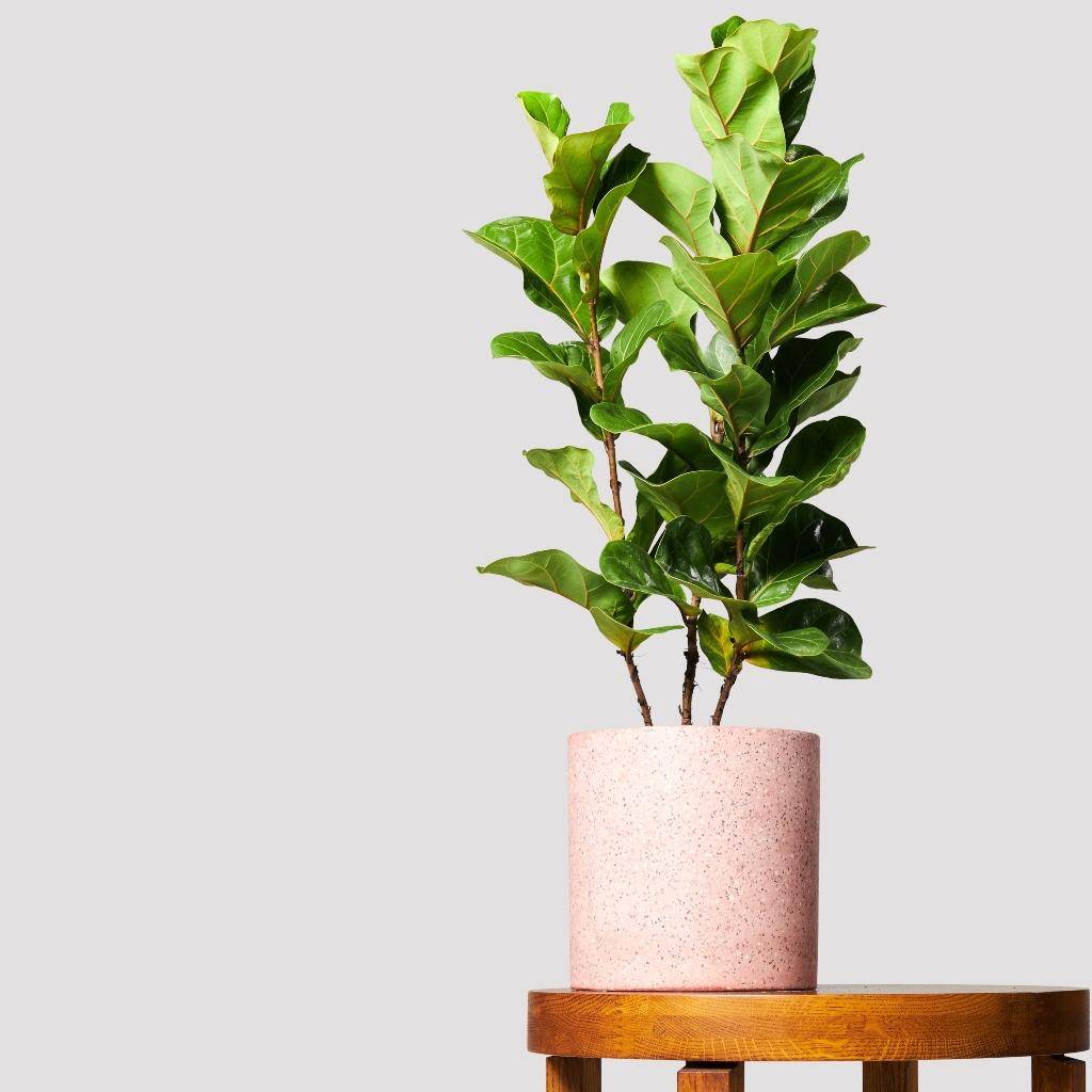 Ficus Bambino and Pot Gift from The Good Plant Co