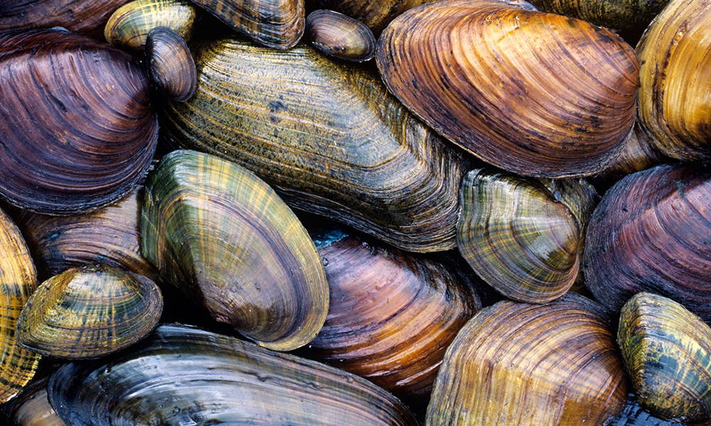 Freshwater Pearl Farming: Hyriopsis pearl mussels