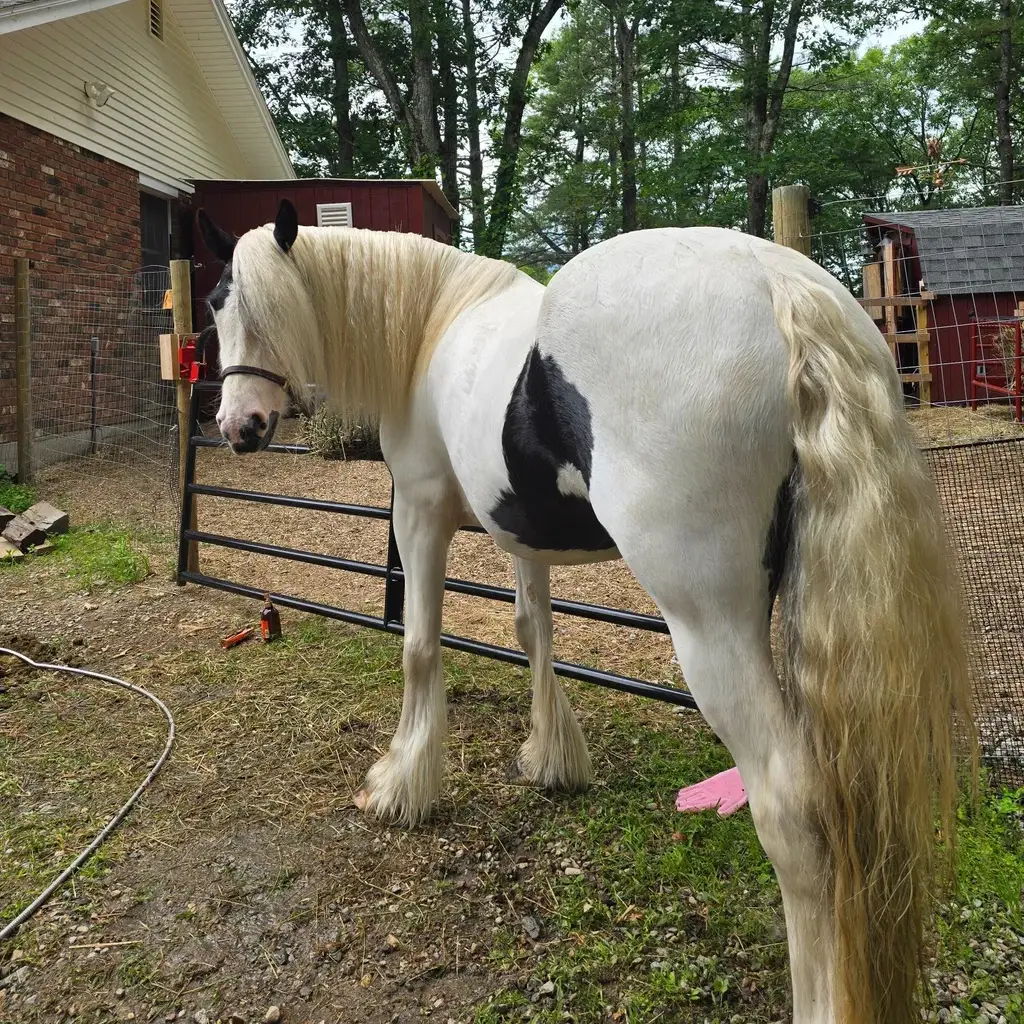 BEAUTIFY Results_Jezebel Neighs