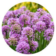 Photo of 'All the Buzz' Ornamental Onion (Allium hybrid)