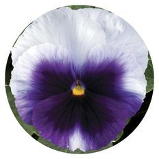 Up close photo of Proven Selections® Beaconsfield Pansy