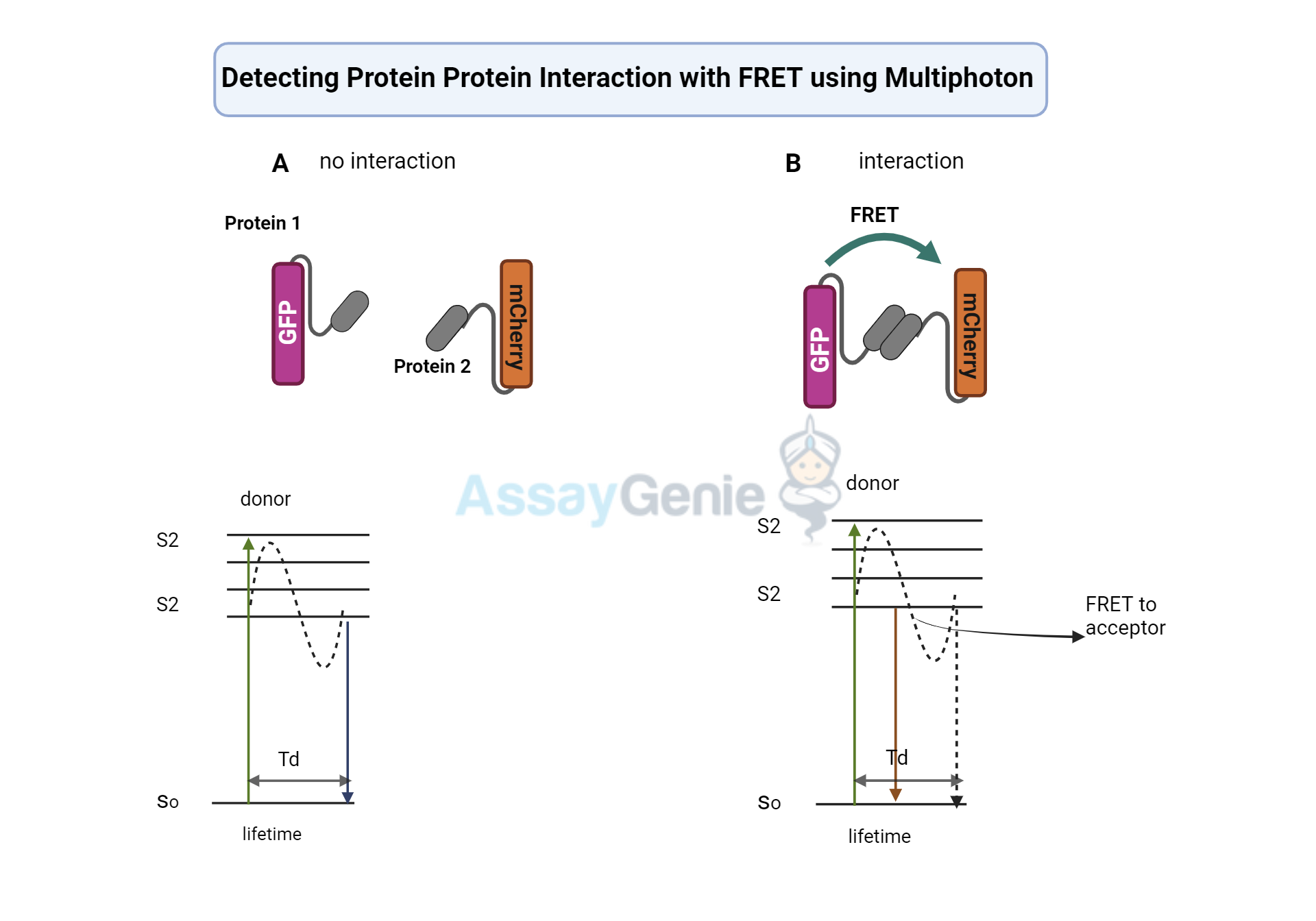 Protein Protein Interaction detection using FRET