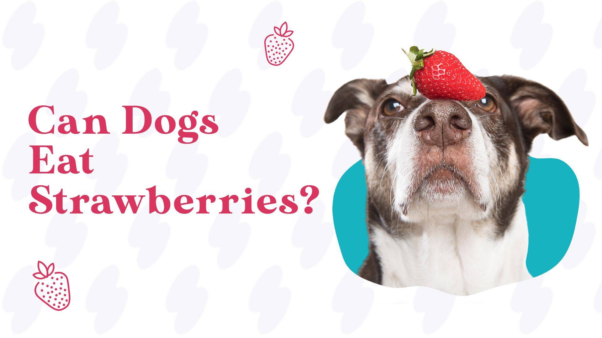 can dogs eat strawberries