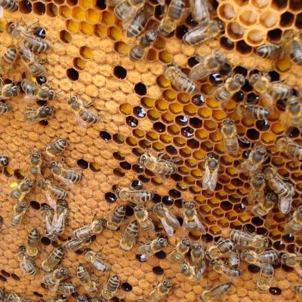 A bee-friendly approach to apiculture – New Society Publishers
