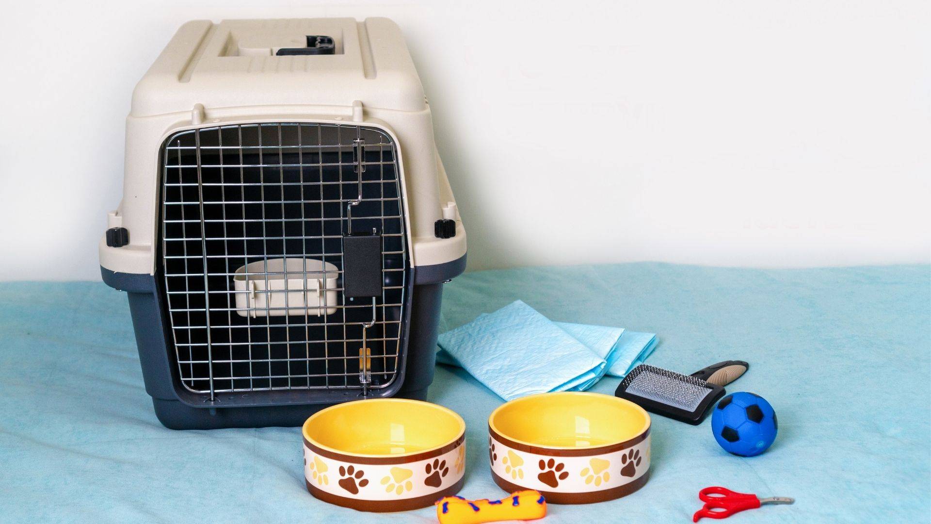 prepare crate, bowl, for first-time dog owners