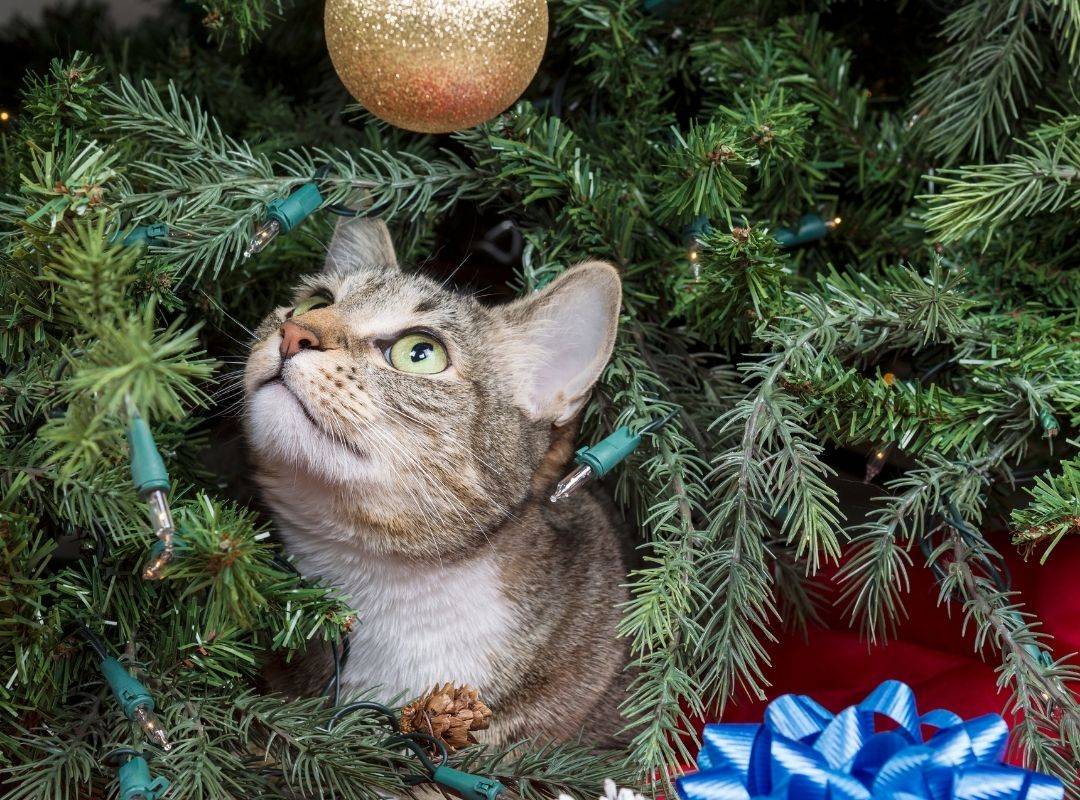 keep pets away from Christmas tree