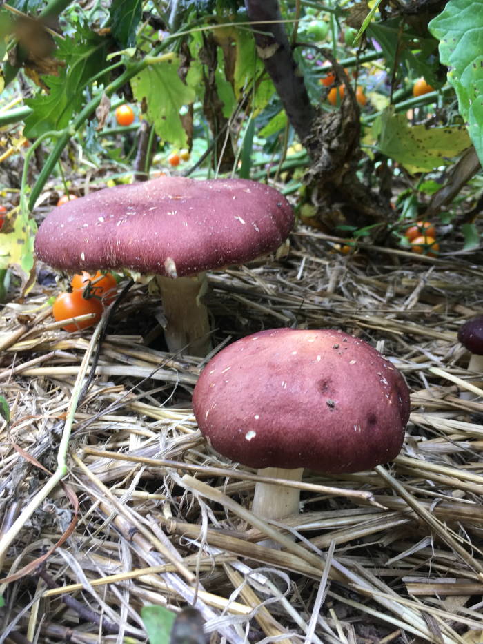 wine cap mushrooms growing in vegetable bed