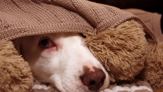 White dog looking out from under a brown blanket