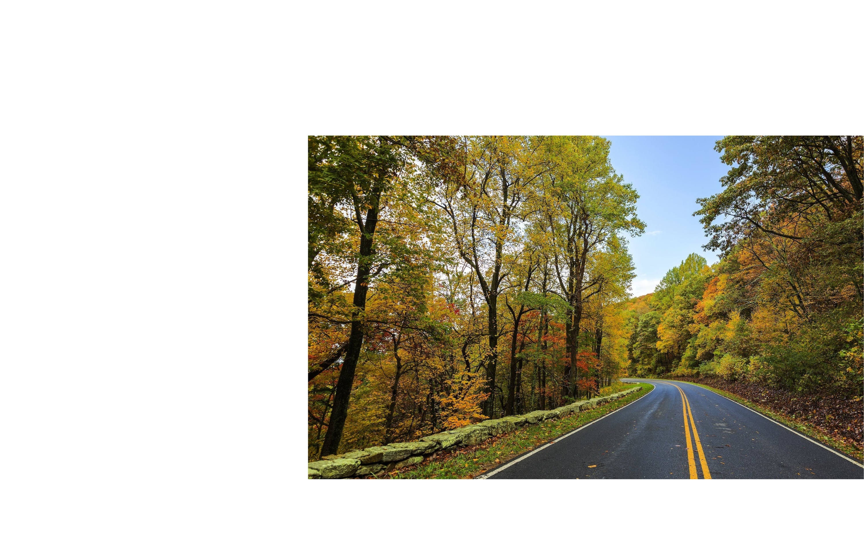 A smartphone displaying a scenic autumn road surrounded by trees.