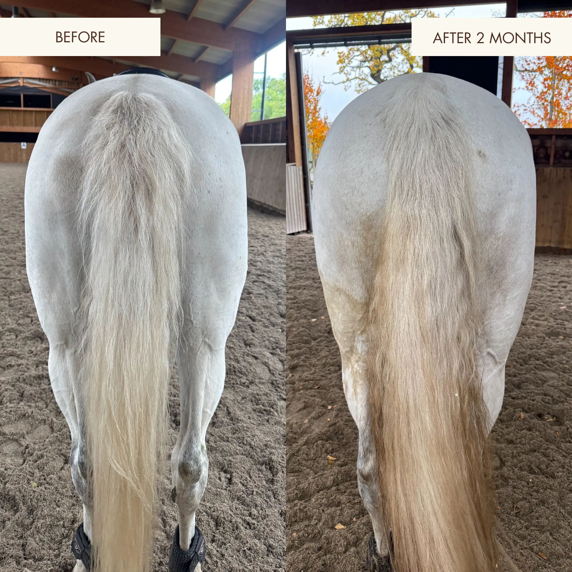 Comparison of a horse's hind end before and after using HERCULES