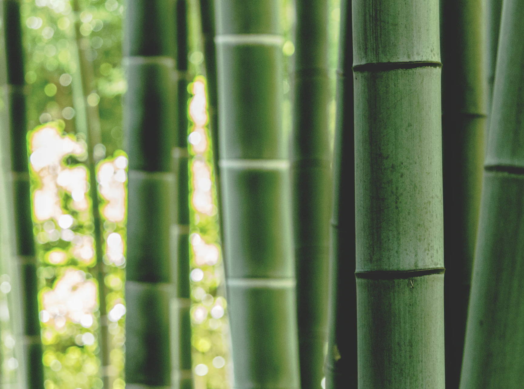 Nachhaltiger Bambus