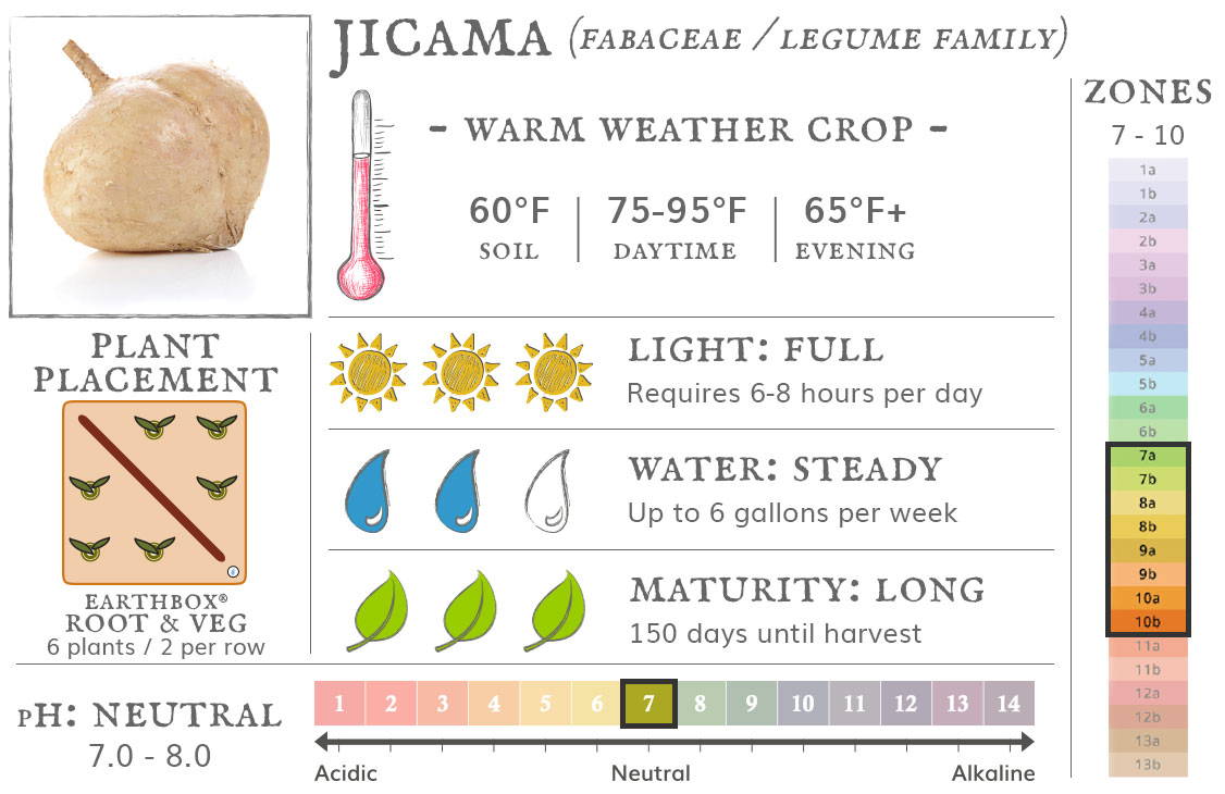 Jicama is a warm weather crop best grown in zones 7 to 10. They require 6-8 hours sun per day, up to 6 gallons of water per week, and take 150 days until harvest. Place 6 plants, 2 per row, in an EarthBox Root & Veg