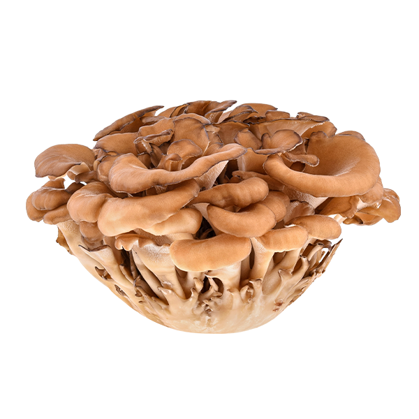 Maitake