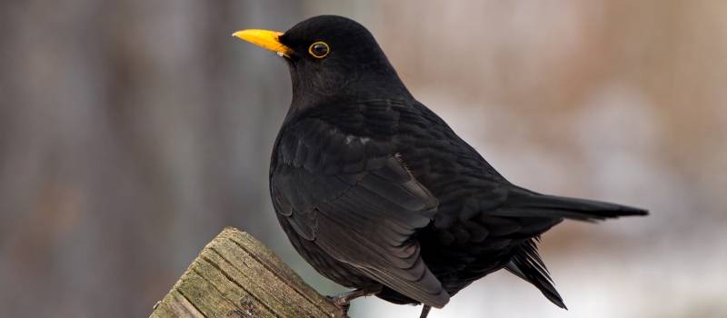 Blackbird on tree branch