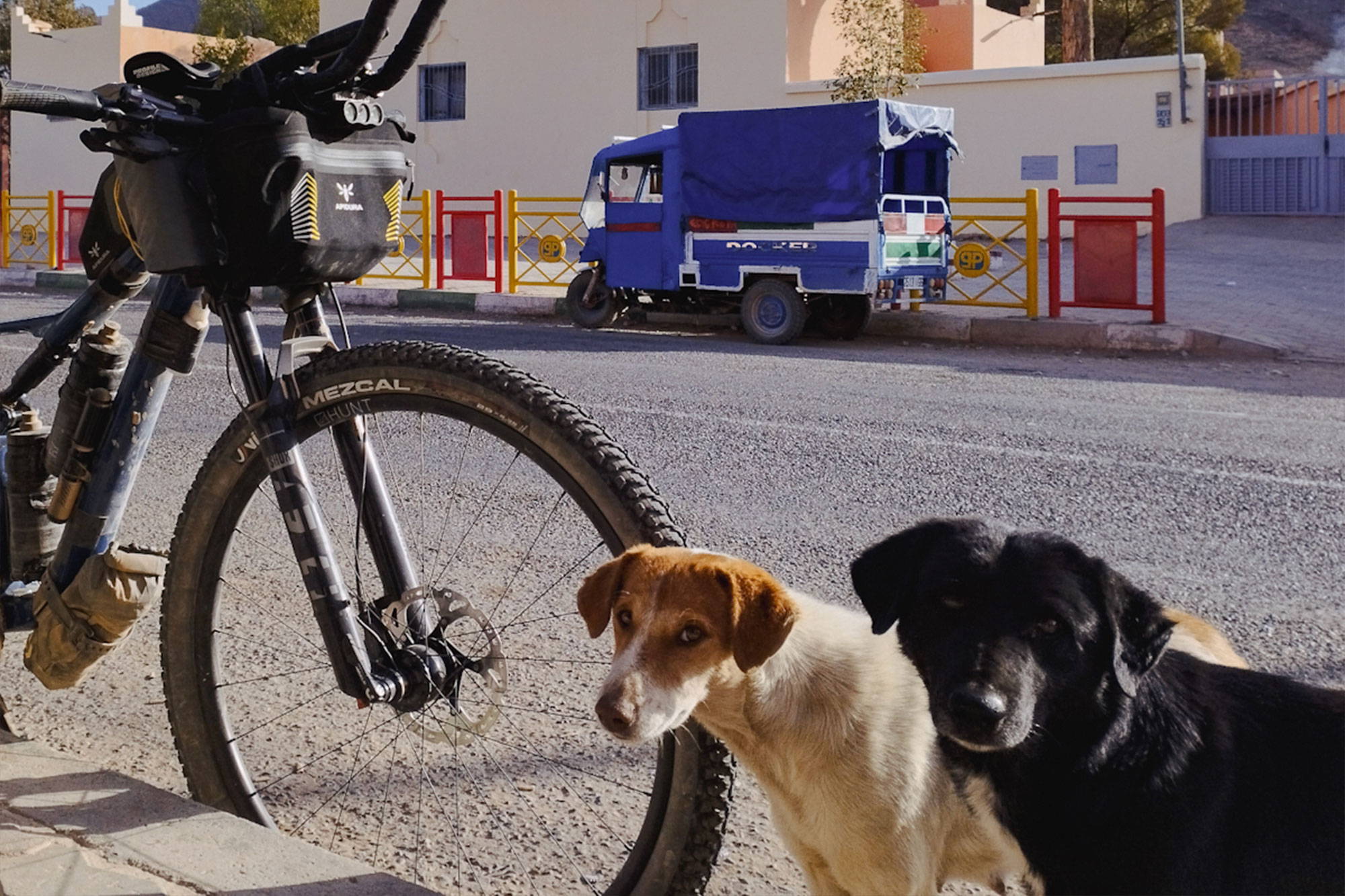 Molly's bike next to two dogs