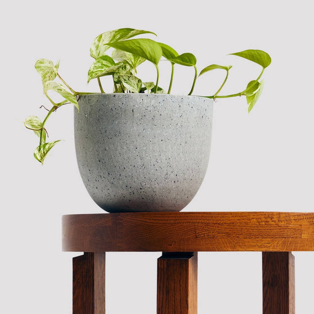 Marble Queen Pothos in Pierre Terrazzo Pot Grey at The Good Plant Co