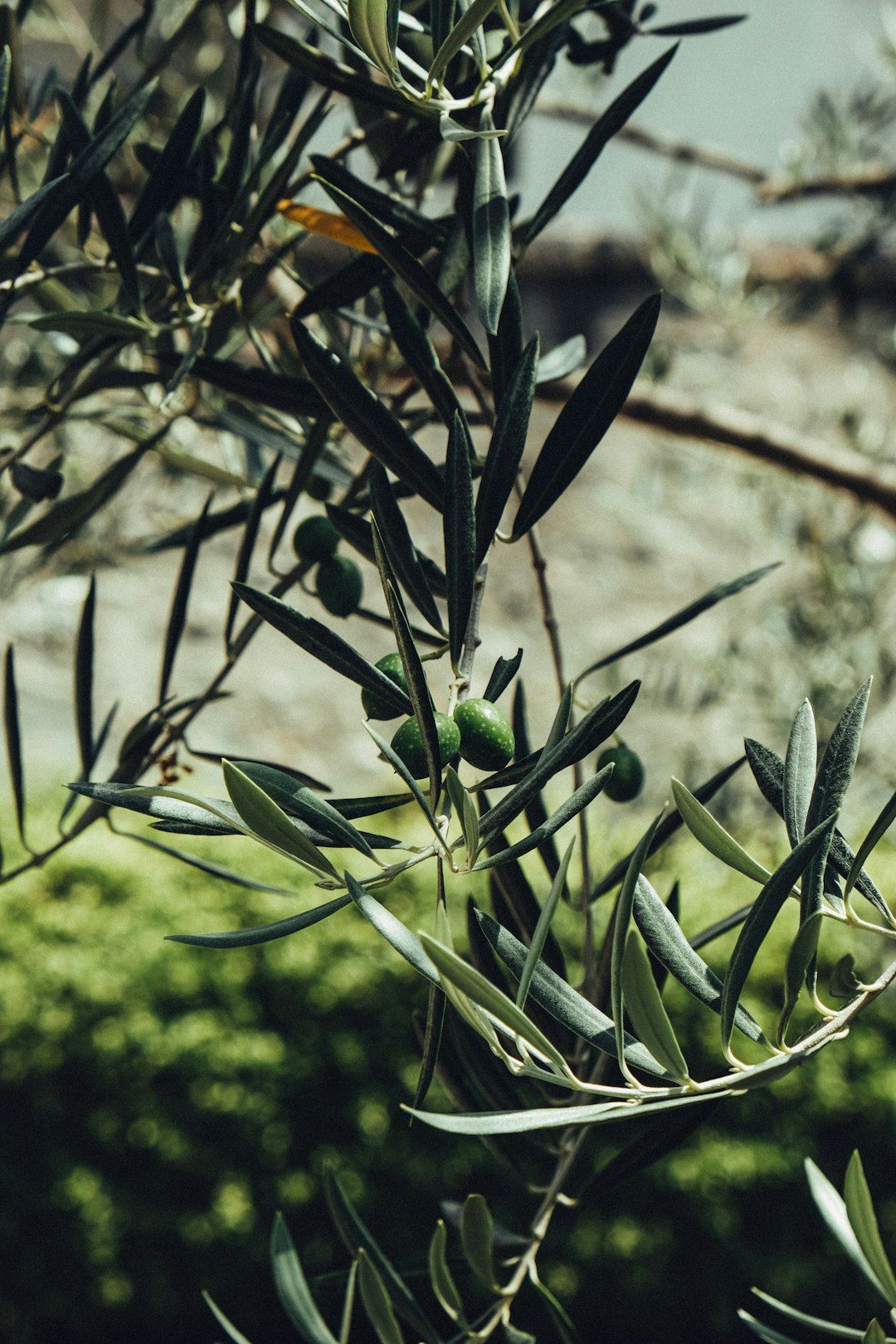 Green olives growing on a tree branch.