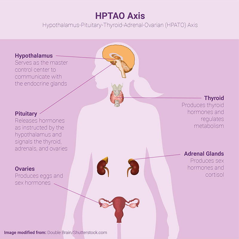Hypothalamus-Pituitary-Thyroid-Adrenal-Ovarian (HPTAO) Axis Illustration of woman's body and glands