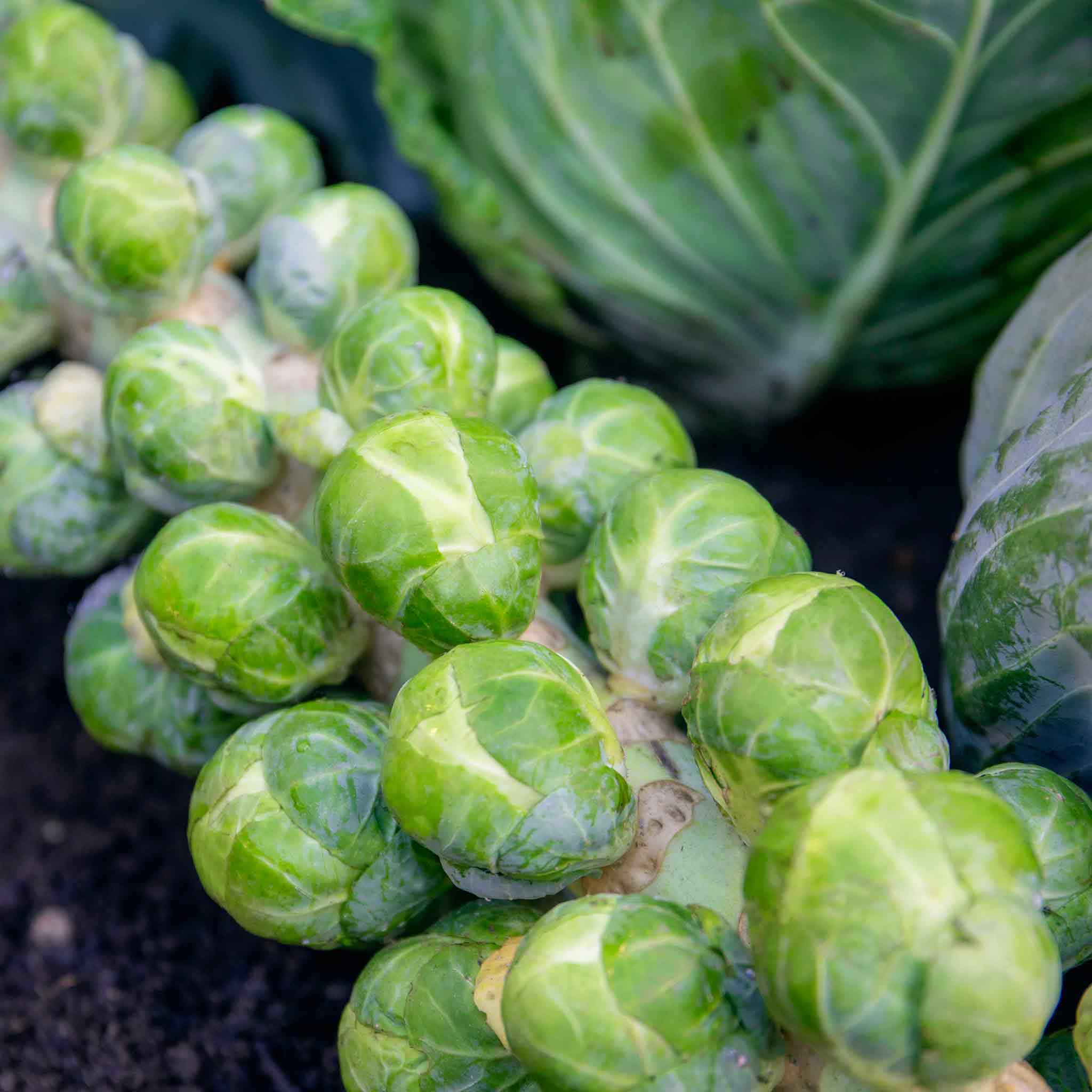 Brussel Sprout Plants
