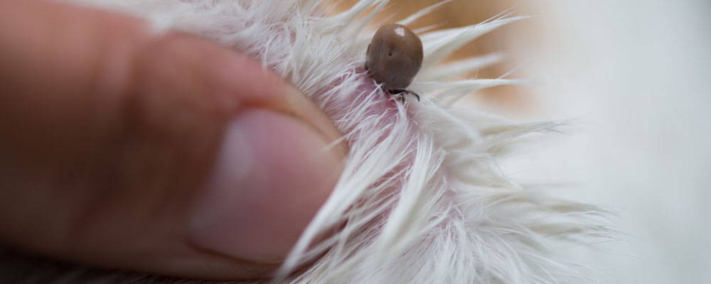 Engorged tick