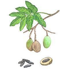 Tonka Bean Bio-Ferment