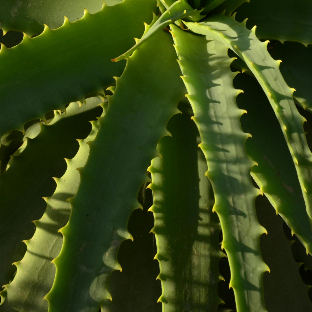 Aloe Vera