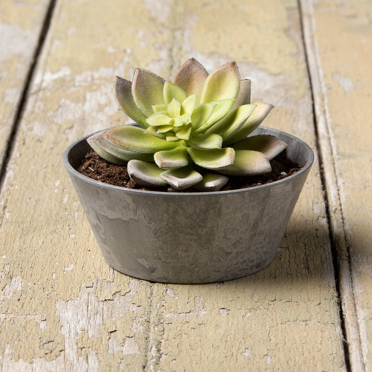 A succulent growing in a gray Napa mini bowl