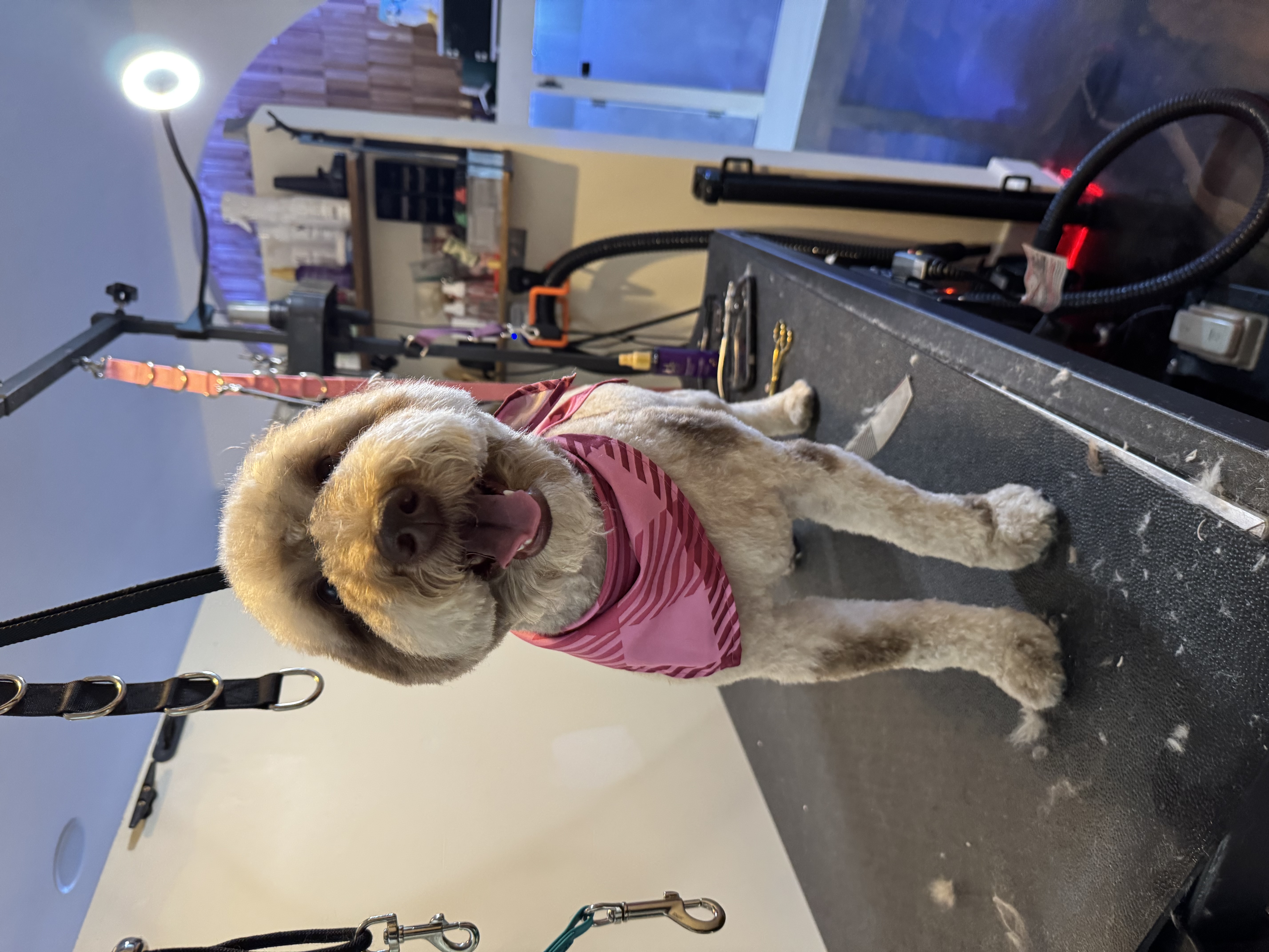 Dog wearing a pink bandana on the grooming table