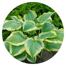 Photo of Shadowland® 'Seducer' Hosta