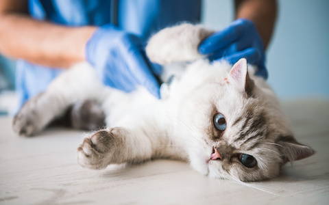Fecal transplants for cats is designed for cats with digestive health issues related to cat digestive disorders, cat allergies, and cat skin issues. 
