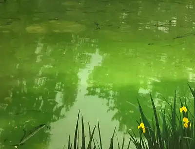Green water from algae bloom