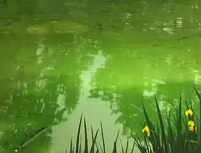 Murky Pond Water? Clear It Up! – pond boss