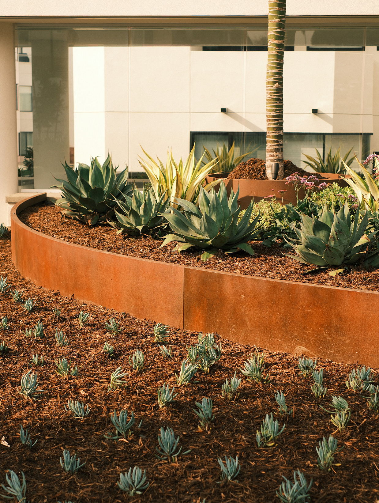Succulent garden with curved metal border and palm tree in the background.