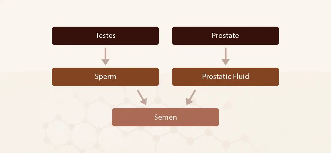 Diagram showing relationship between testes, prostate, sperm, and seminal fluid.