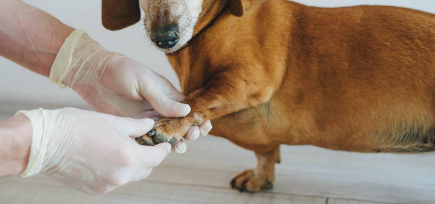 Image of a dog experiencing the care of Bailey’s CBD products that alleviate discomfort from hot spots in dogs.