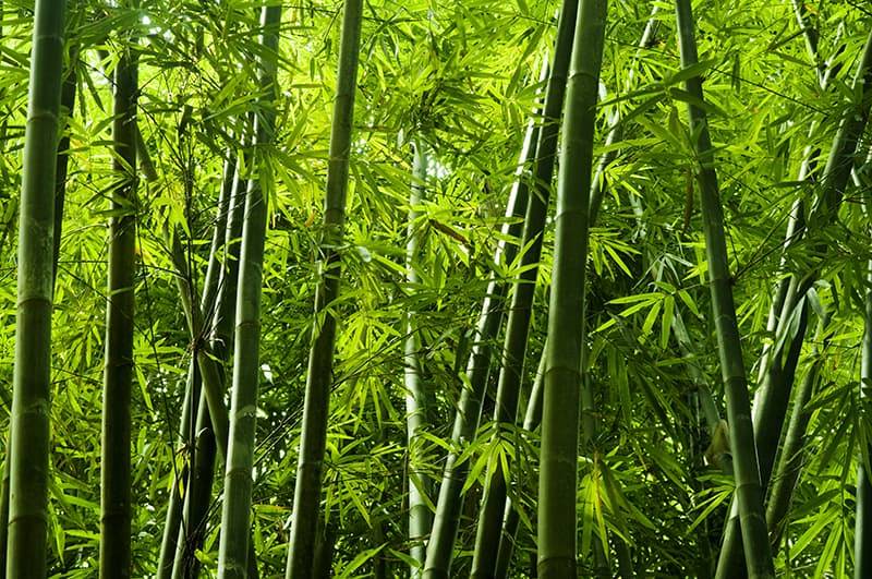 bamboo forest