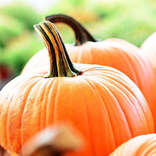 Close up of a bright orange pumpkin with a strong stem