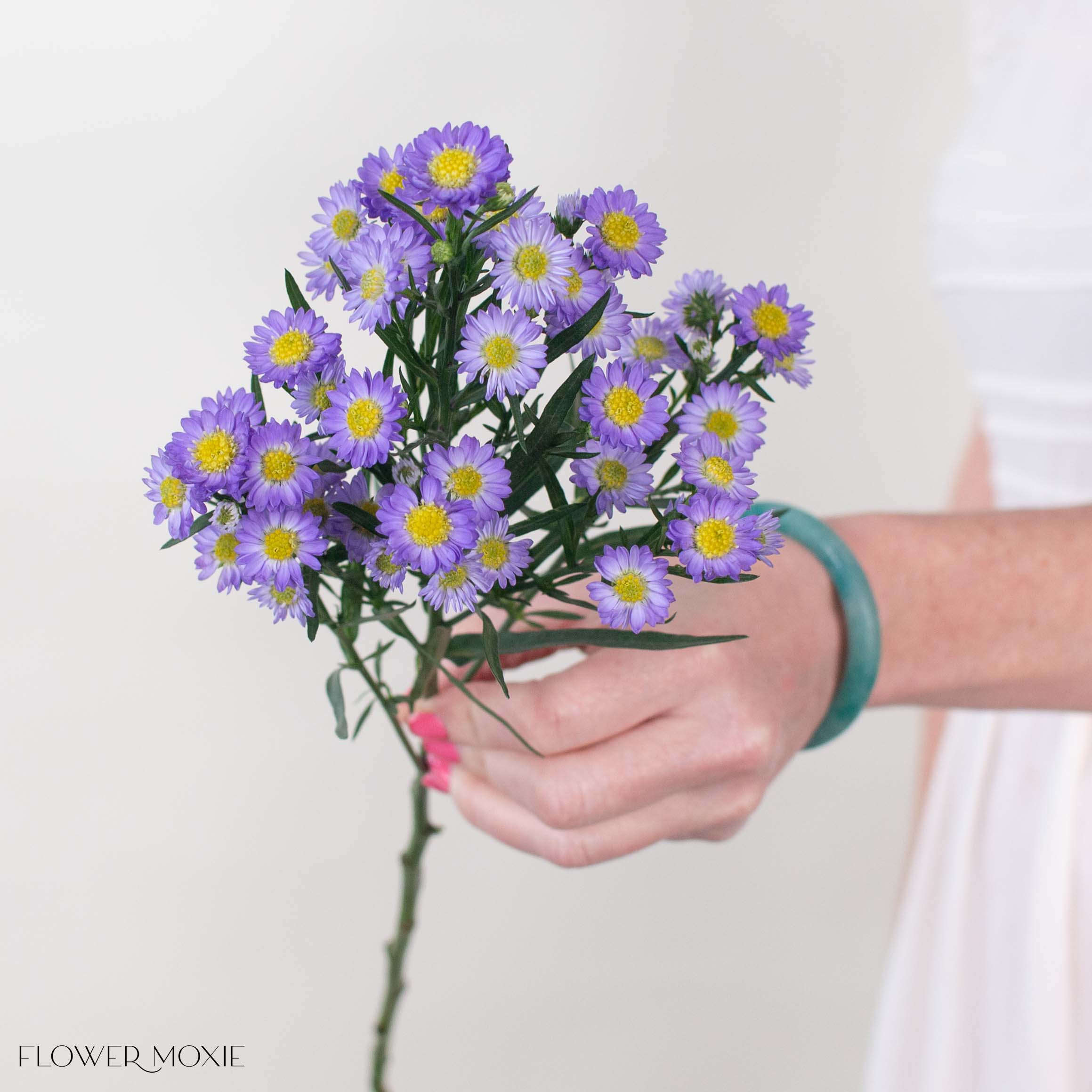 Calipso Purple Piccolino Asters