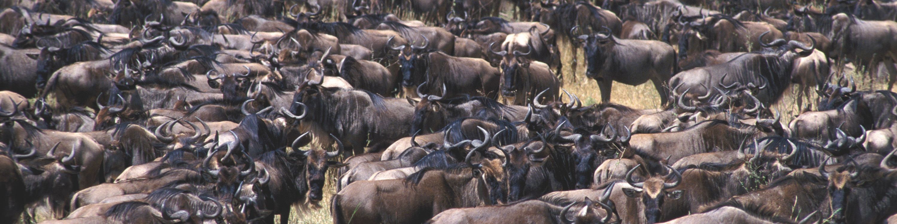 Olduvai Wilderbeest