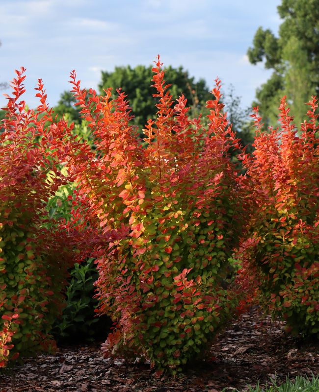 Outdoor scene of many Sunjoy Orange Pillar® Barberry planted with mulch