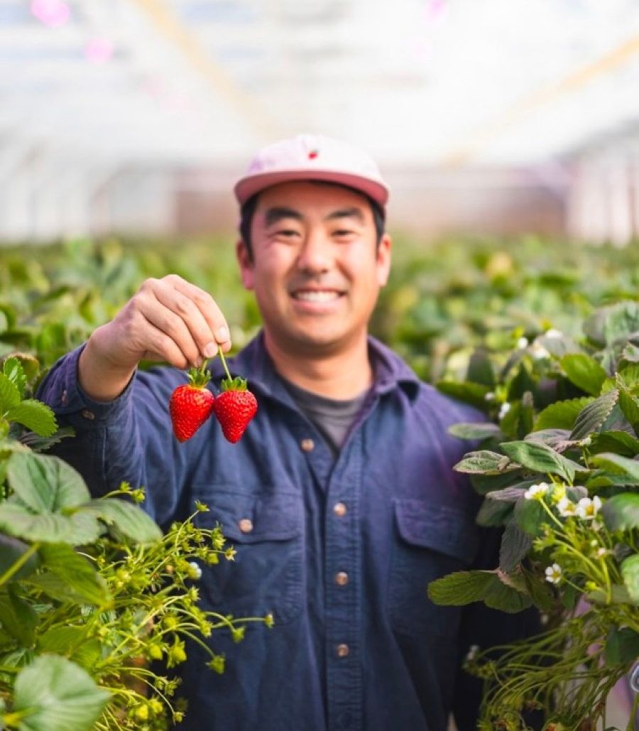 A smiling person holding strawberries in a greenhouse surrounded by plants.
