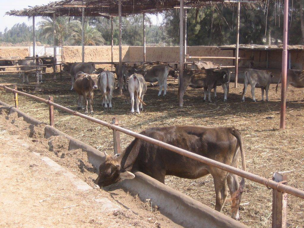 High Quality Organics Express Calf Feeding