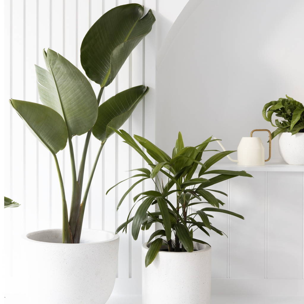 Living Room Plant Collection in White Pots from The Good Plant Co