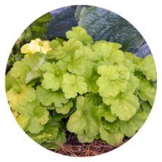 Primo® 'Pistachio Ambrosia' Coral Bells planted in the ground outside